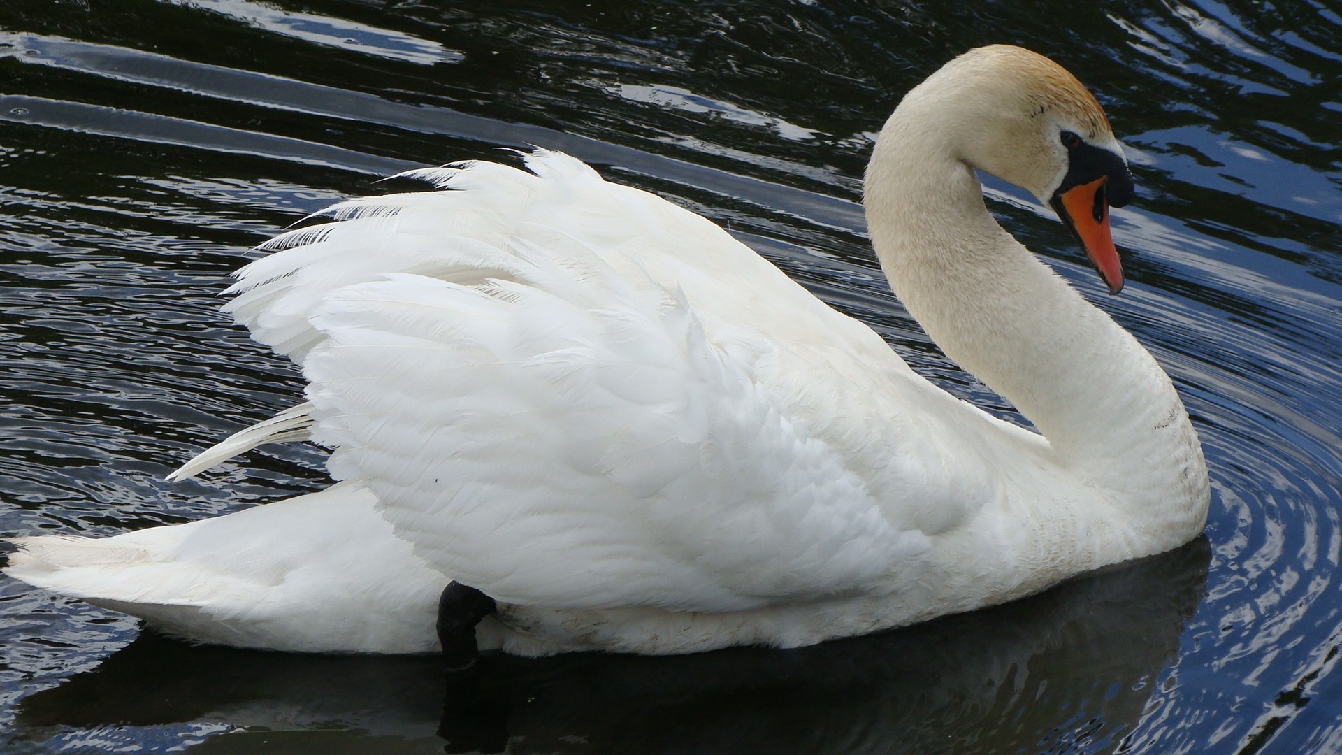 swan1